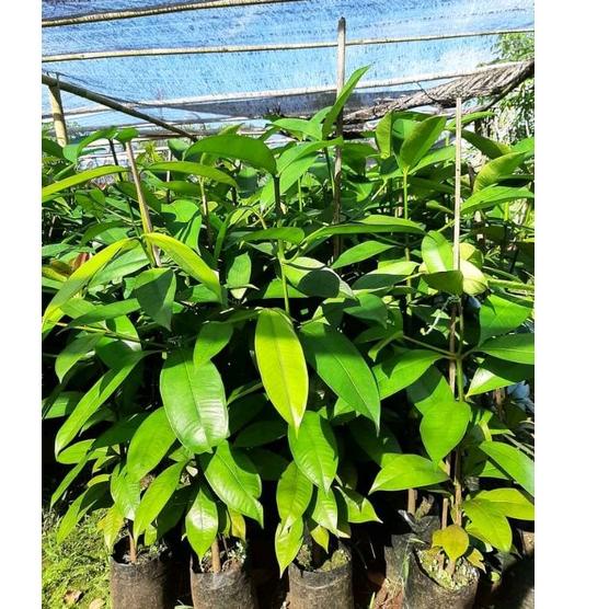 ㍼ bibit manggis tanpa biji ウ