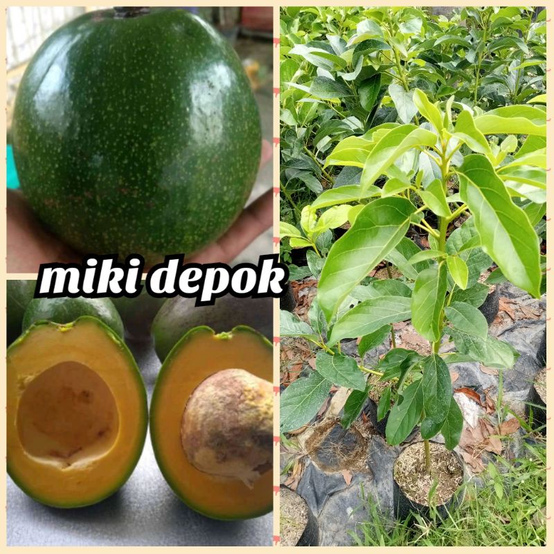 bibit alpukat miki depok murah