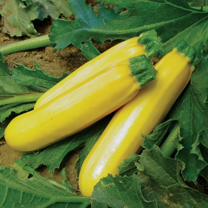 Benih-Bibit Zucchini Golden Glory (Haira Seed)