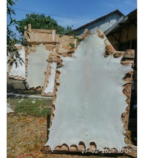 Paling Sesuai.. kulit kambing kulit lembaran bahan rebana hadroh kulit bedug jumbo kulit kambing reb