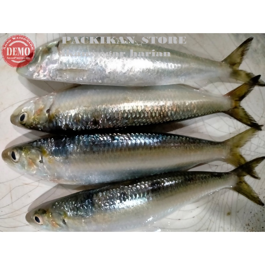 

Ikan Tembang 1Kg Ikan Segar Hasil Laut Segar Harian Dan Bergaransi