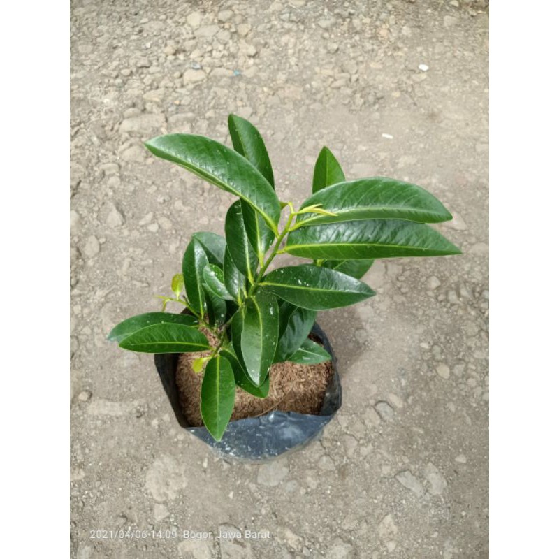 Bibit Pohon BlackSapote cangkok - Pohonn BlackSapote.