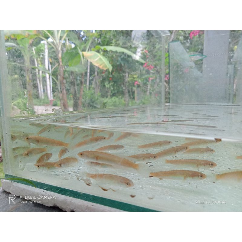 Bibit ikan gabus / chana striata mata merah 4-6cm