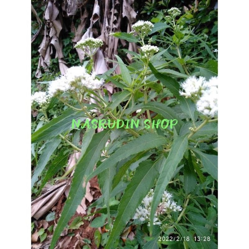 

[Fresh] BIBIT DAUN BONSET / EUPATORIUM PERFOLIATUM / BUKAN DAUN KOPASANDA / BUKAN DAUN KRINYUH /