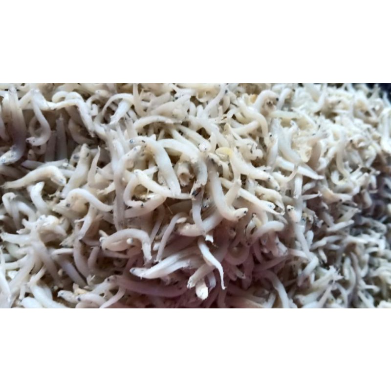 

Teri medan uk 100gram