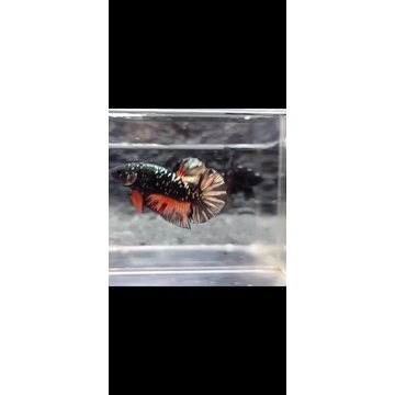 soliter Avatar Nemo Cooper