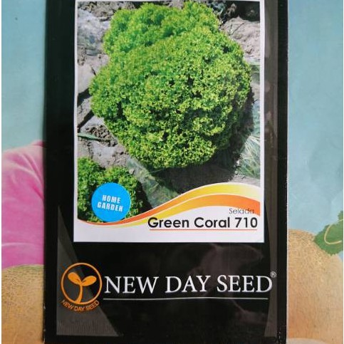 (KEMASAN PABRIK) Benih Bibit Lettuce Selada Keriting GREEN CORAL