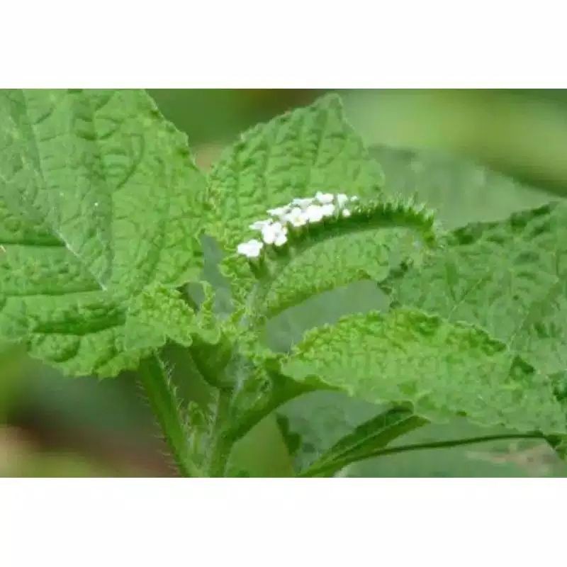 

Daun Sengketan segar 500 Gram