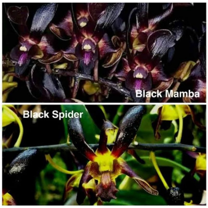 Dendrobium Rajajowas murah