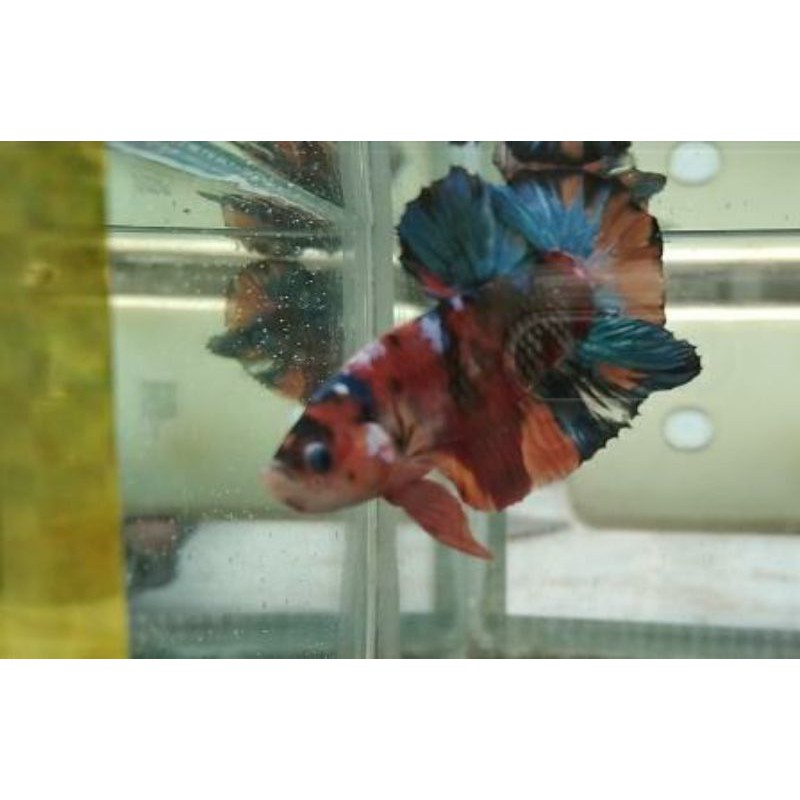 

Ikan cupang hias multi nemo red koi white