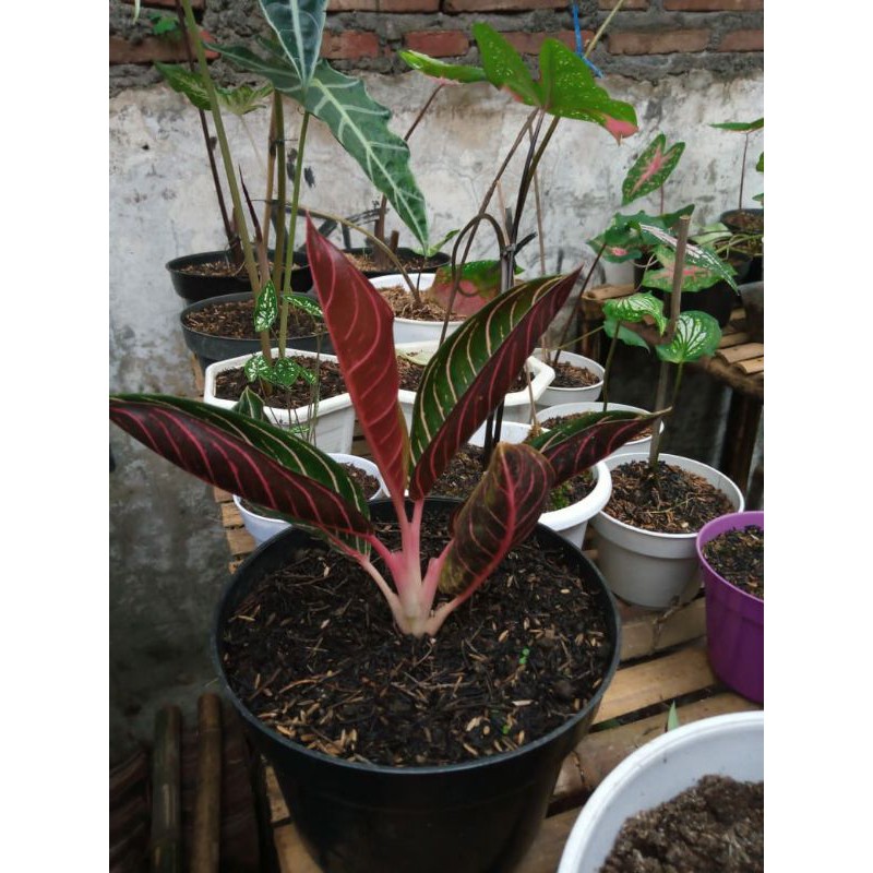 Tanaman hias aglonema red sumatra indukan daun 6 - 8 .aglomerasi pride of sumatra + pot[ BISA COD ]