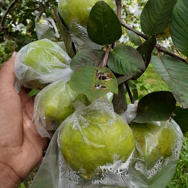 

Jambu Kristal