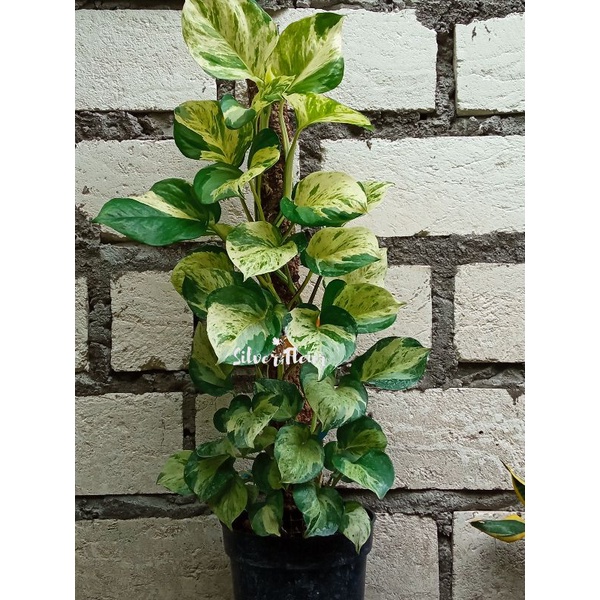 Epipremnum manjula rimbun siap pajang