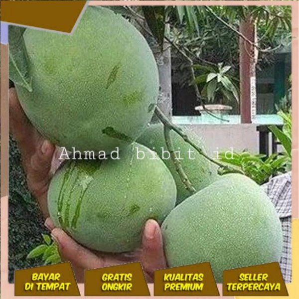 Terlaris BIBIT TANAMAN MANGGA KELAPA POHON BUAH MANGGA KELAPA JUMBO BONUS SALAM