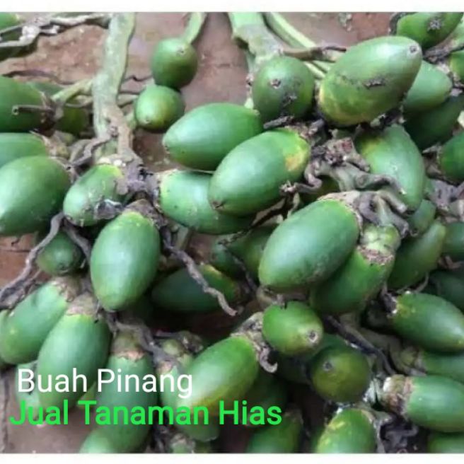 

Buah Pinang Muda 500 gram/obat herbal