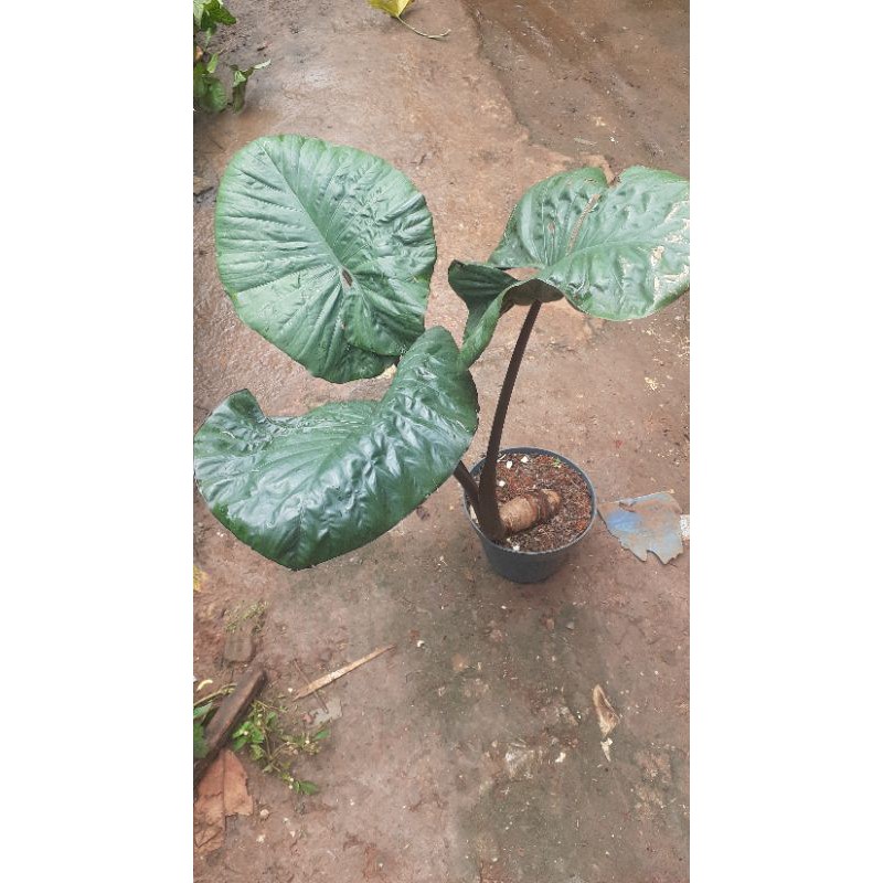 tanaman sente wulung/sente hitam