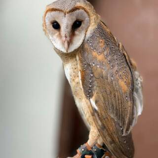 Murah Meriah Burung Hantu Celepuk Umur Dewasa Shopee Indonesia