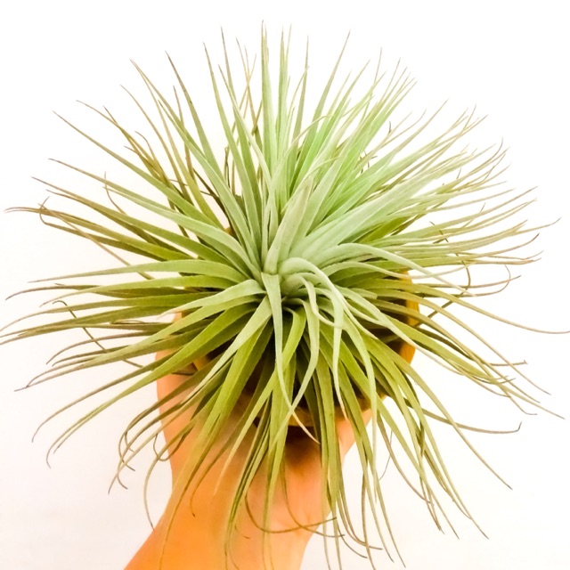 Tillandsia Houston