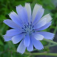 Benih Bibit Biji - Bunga Blue Chicory Flower Seeds - IMPORT