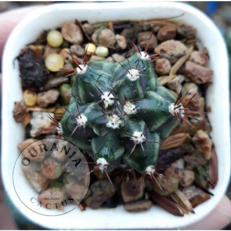 Kaktus Gymnocalycium Rootbeer