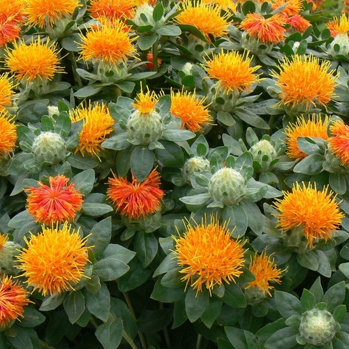 Benih Bibit Biji - Bunga Saffron Thistle Safflower Carthamus Tinctorius Zanzibar Flower Seeds