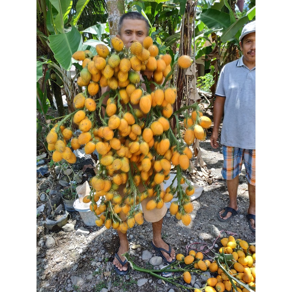 Buah Pinang Matang 1Kg Pandan Wangi Hibrida Kualitas Unggul