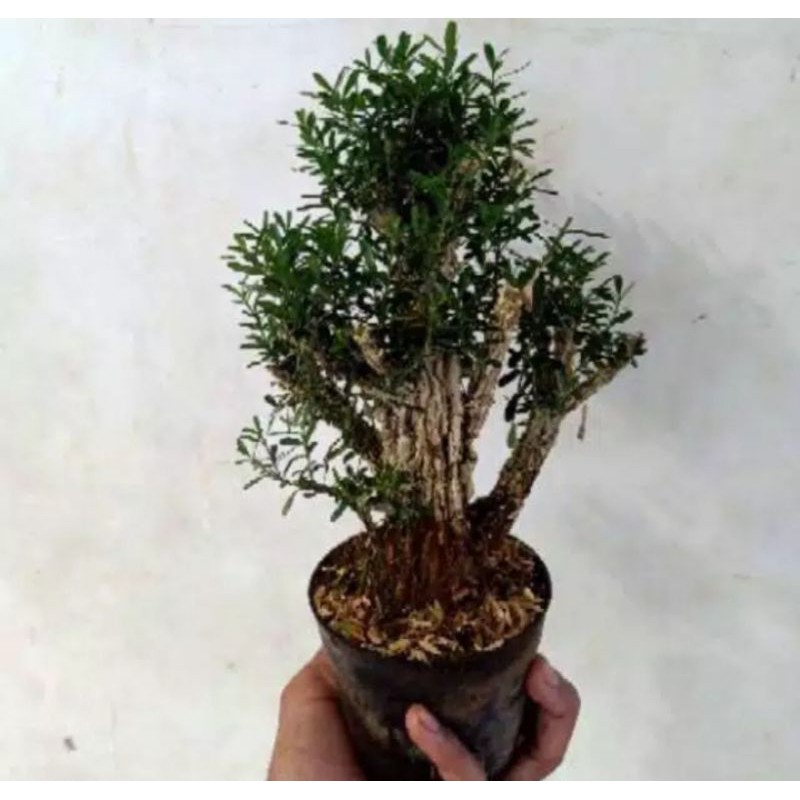 bahan bonsai boxus batang besar