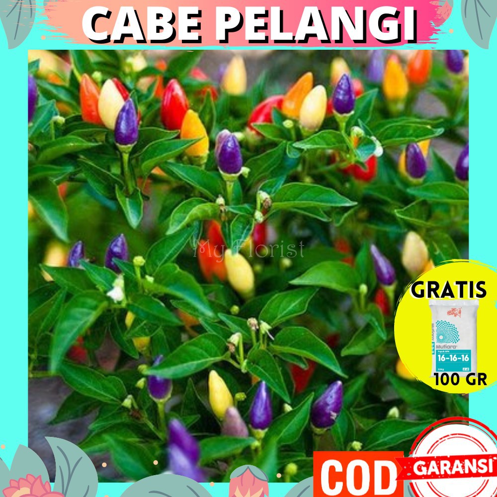 Bibit Tanaman Hias Bunga Cabe Pelangi Asli Hidup Murah