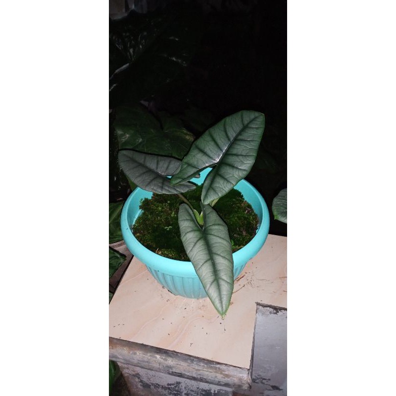 alocasia bisma