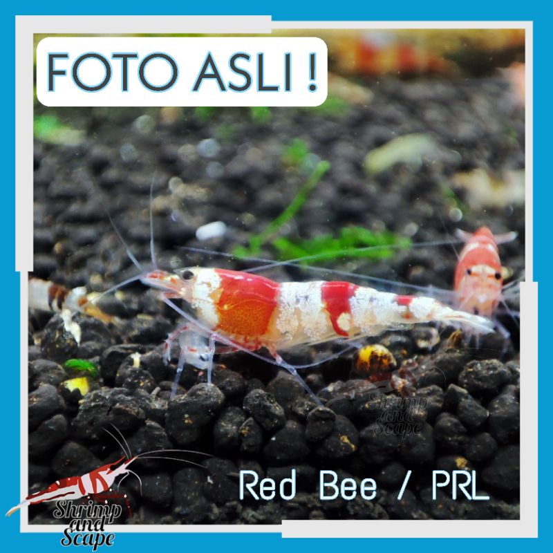 Red Bee High Grade / PRL Low Grade / Udang Hias Aquascape Caridina Pure Red Line low low entry level