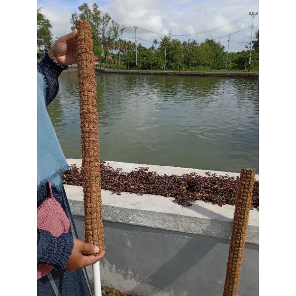 TURUSJANDABOLONG.TURUSTANAMANMENJALAR.TURUS.PENGOKOH TANAMAN.MAKANANJANDABOLONG.POT BUNGA.POT SABUT 