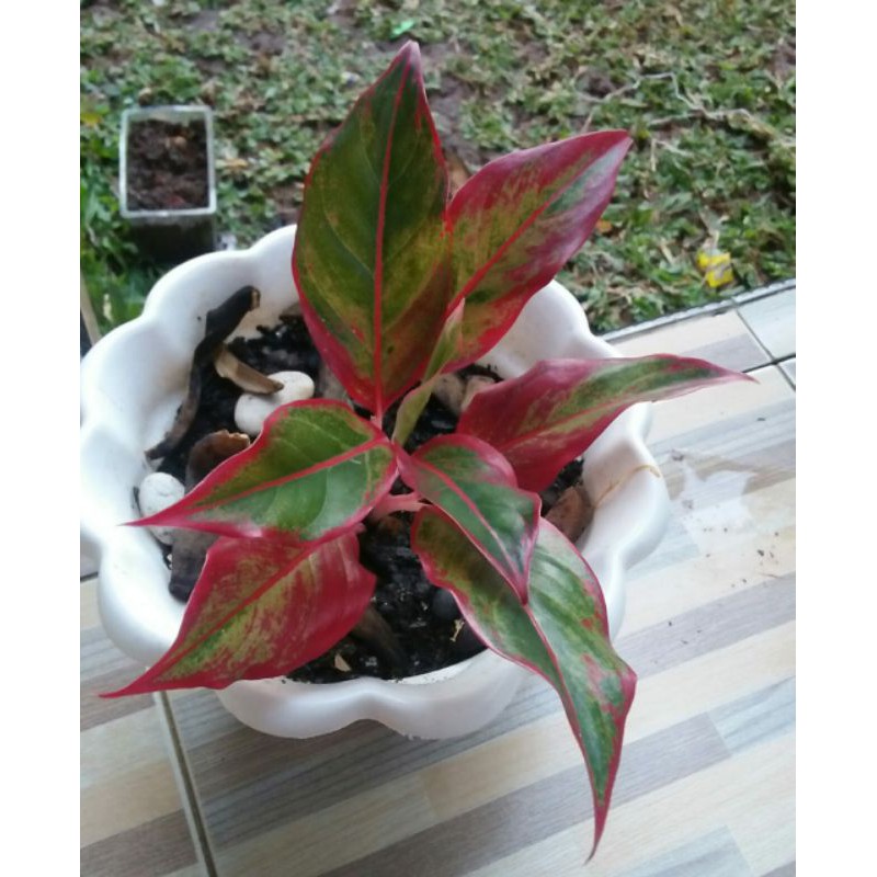 Tanaman agronema lipstik