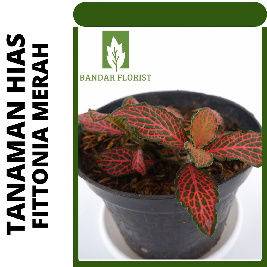 tanaman hias fittonia merah - tanaman hias - tanaman hidup