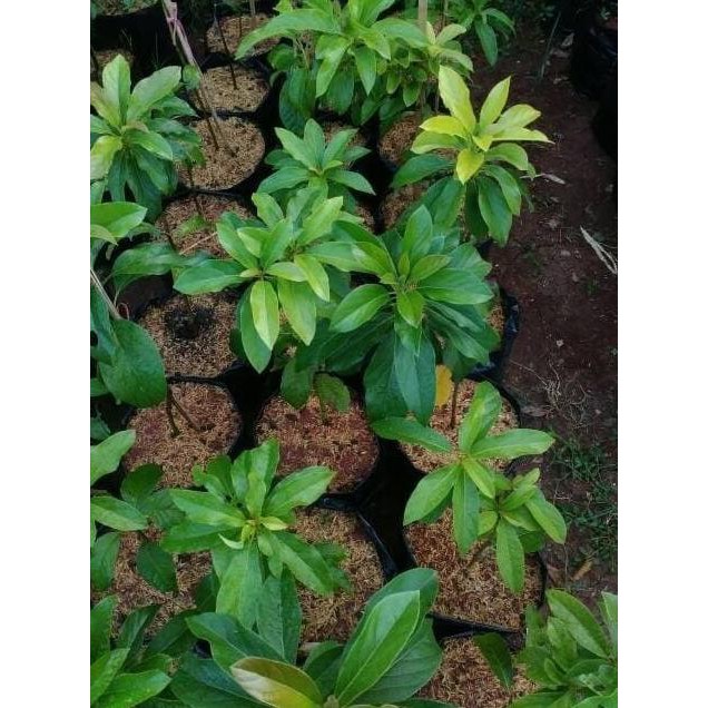 LARIS MURAH BIBIT ALPUKAT MIKI, SAMBUNG PUCUK. CEPAT BERBUAH. ORIGINAL