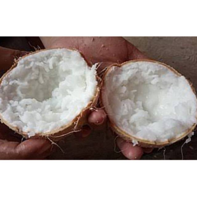 

Kelapa kopyor segar termurah