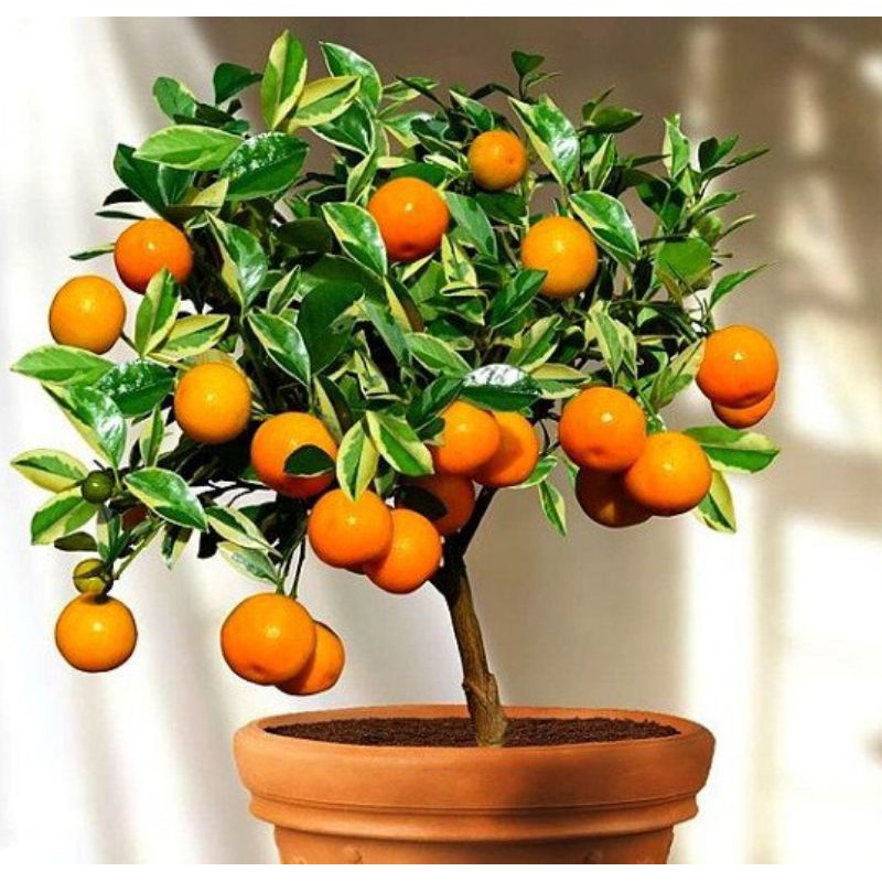 Biji Benih Buah Jeruk Citrus