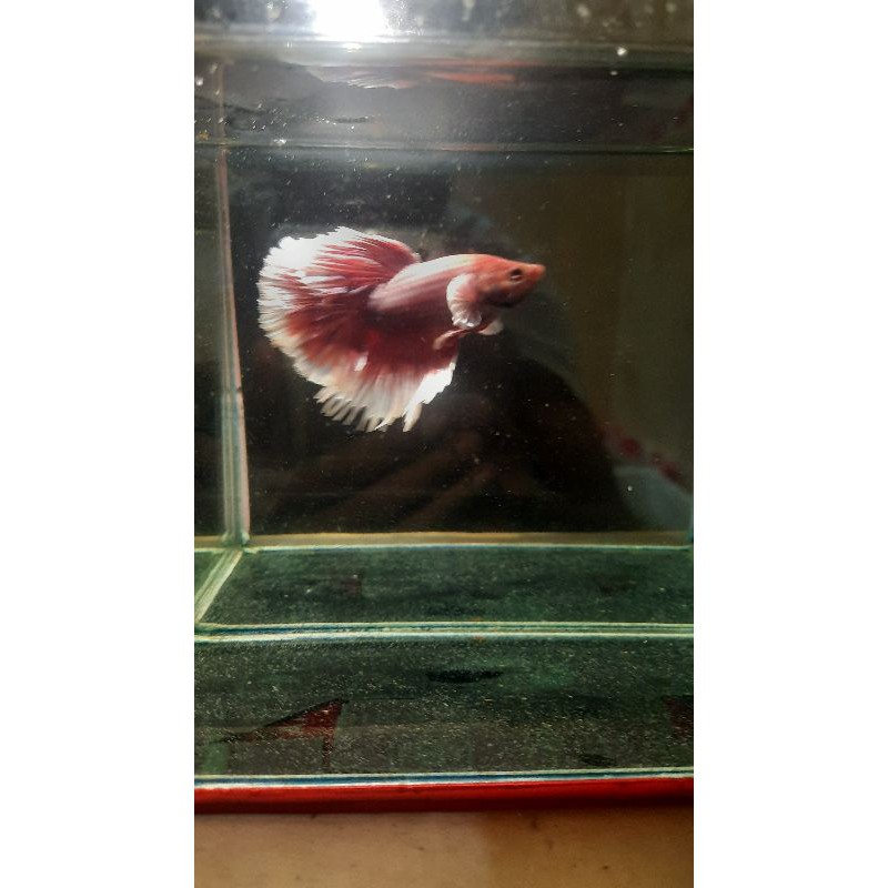 

ikan cupanghm