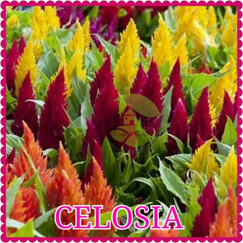 Benih Bibit Bunga Tanaman Hias Benih Bunga Unggul-celosia mix