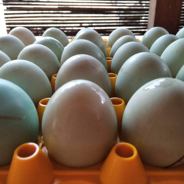 

Telur bebek