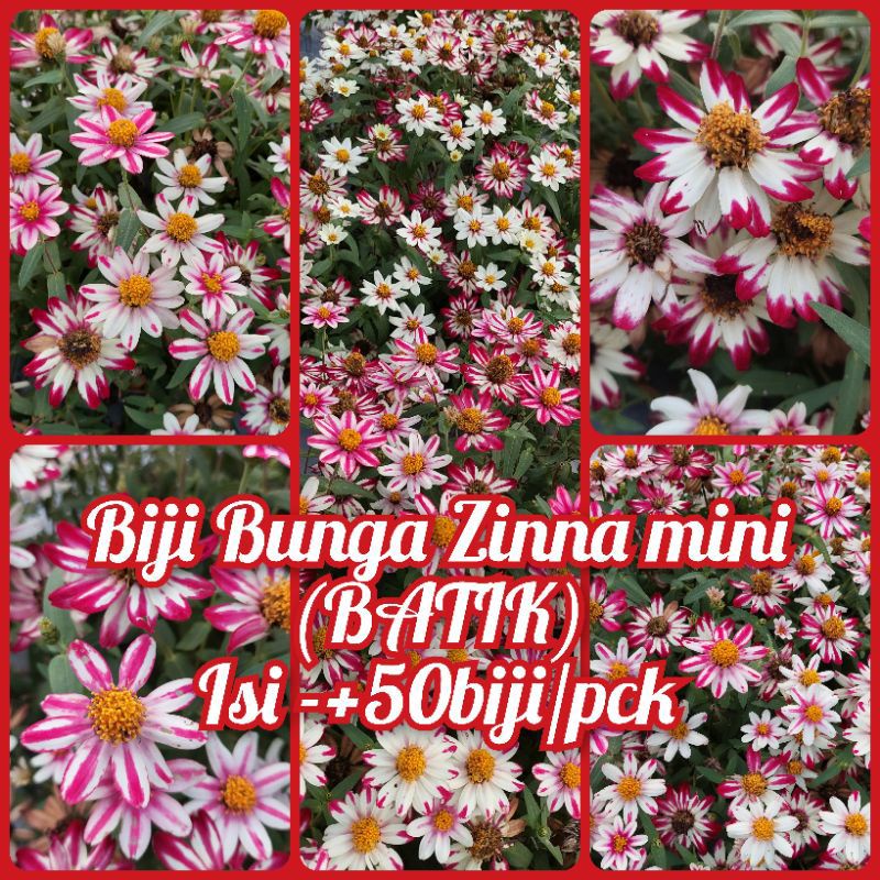 Biji zinnia mini Batik-Merah-Putih