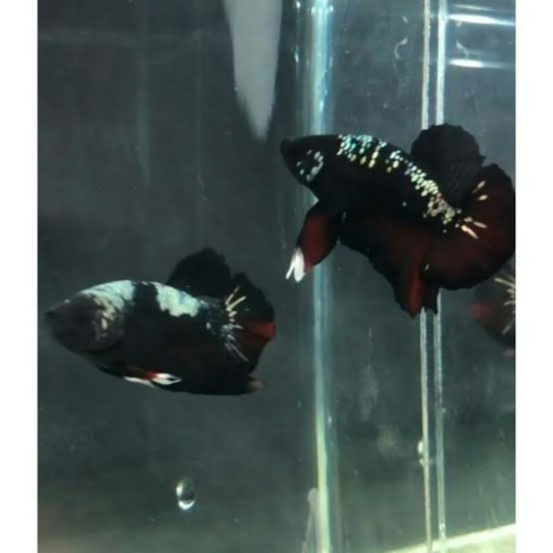 Ikan cupang avatar gordon