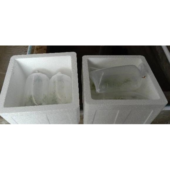 

♥ ZQR Udang hias black bee shrimp uk 1.2/10 ekor Best Product