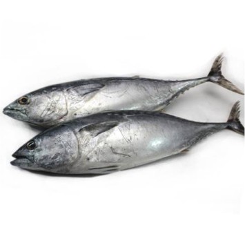 

Ikan Tongkol / 1000gr #Ikan#Segar#Online#Bandung#Cimahi