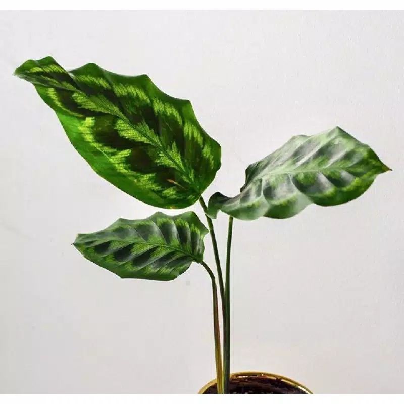 Calathea Merak /peacock - Calathea kencur