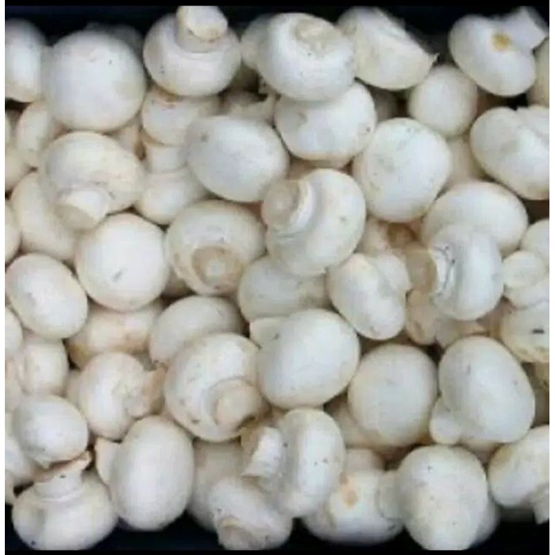 

Jamur champignon segar 200gram