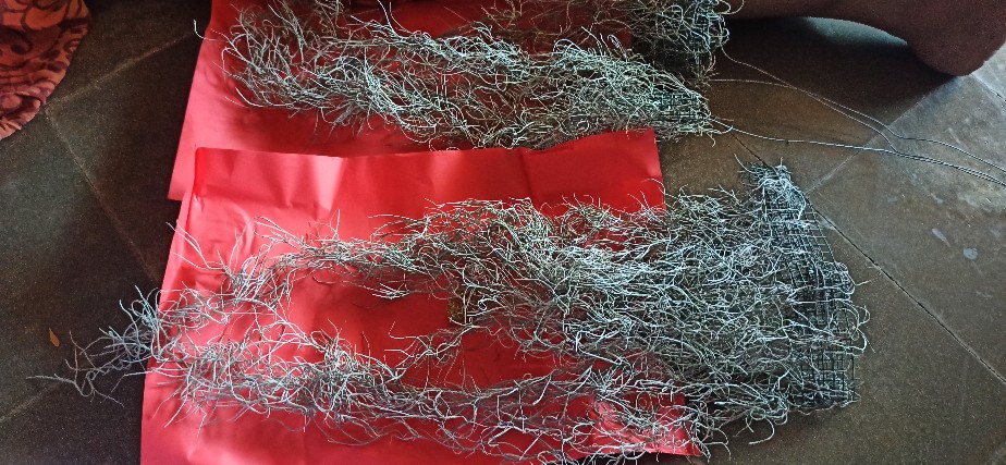 Tanaman Jenggot Musa Thilandsia Spanish Moss