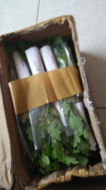 Polybag Plastik Isi 100