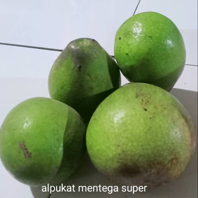 

Alpukat mentega asli Argopuro/manis