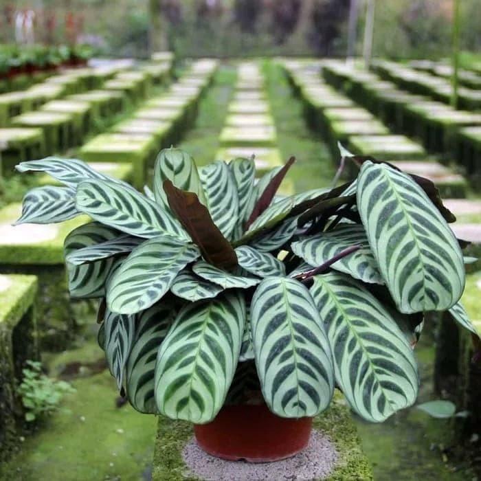 Tanaman Hias Calathea Sepat Calathea Burble Maxii Akar Sehat Siap Tanam Murah Meriah Berkualitas