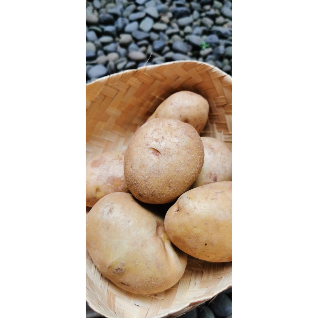 

Kentang Dieng Besar 500gr
